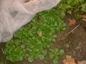 Mache growing under row cover inside a high tunnel house in my Indiana garden.