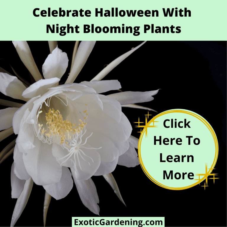 White night-blooming cactus flower.