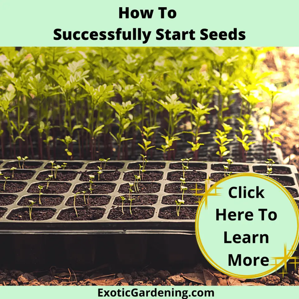 Growing Dianthus From Seed Exotic Gardening