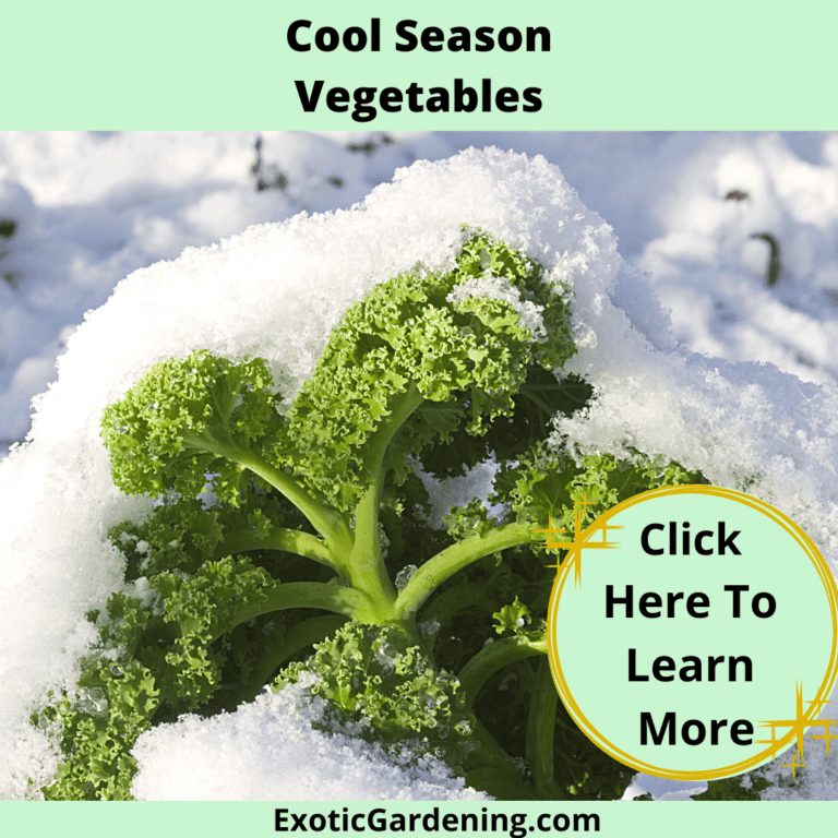 Kale growing in snow.