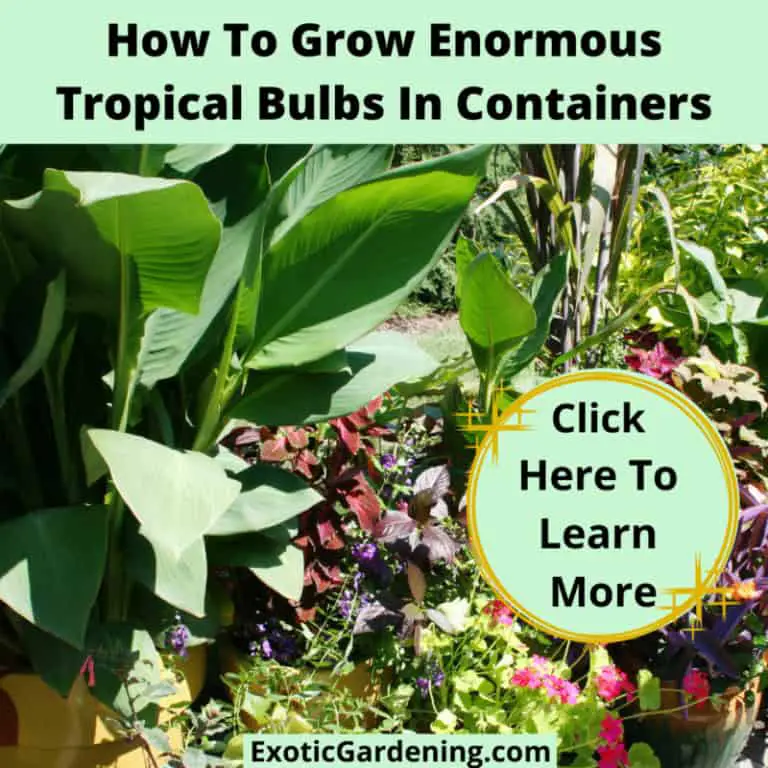 Growing Tropical Plants Exotic Gardening