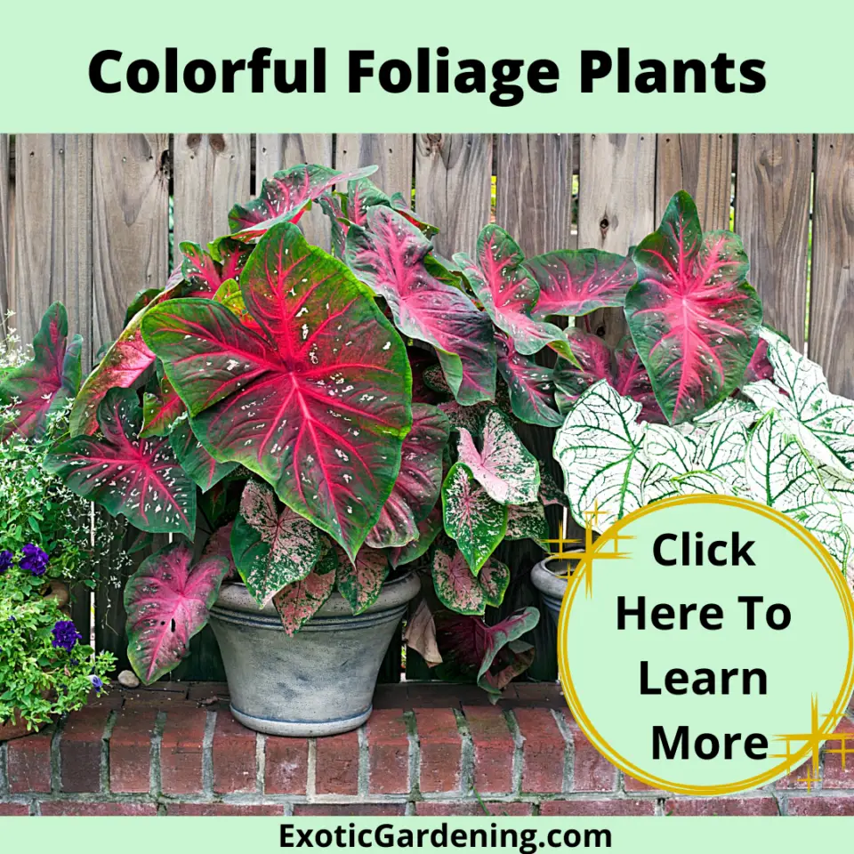 How To Grow And Care For The Persian Shield Plant Exotic Gardening