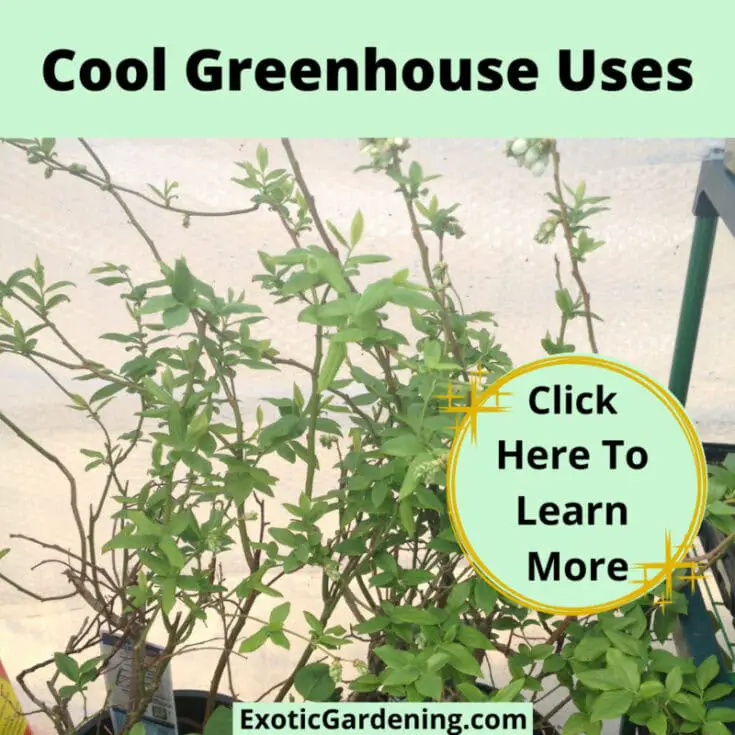 How To Utilize An Unheated Greenhouse Exotic Gardening