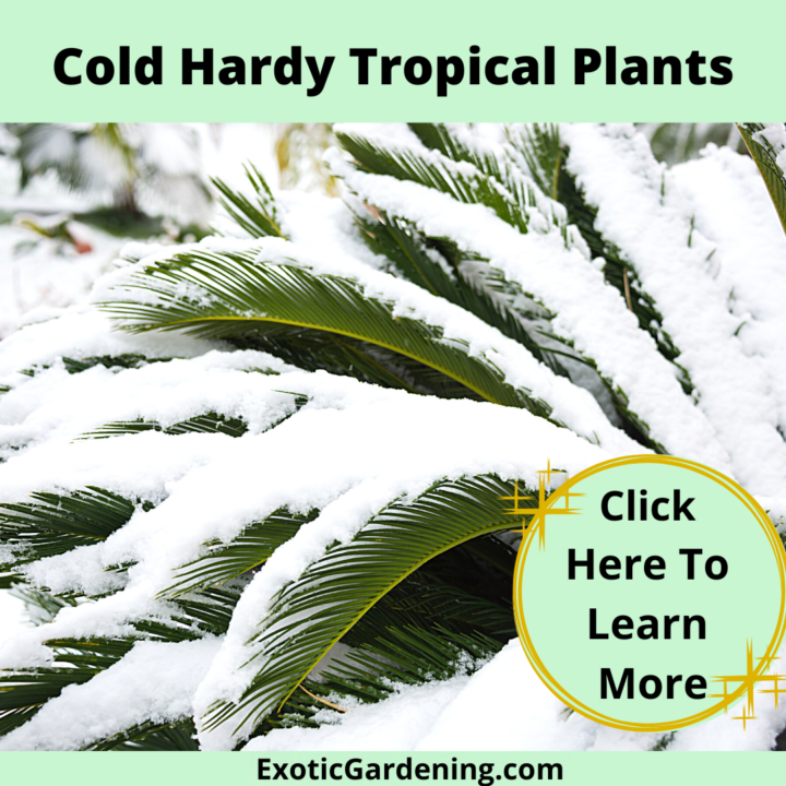 Cold Hardy Tropical Plants - Exotic Gardening