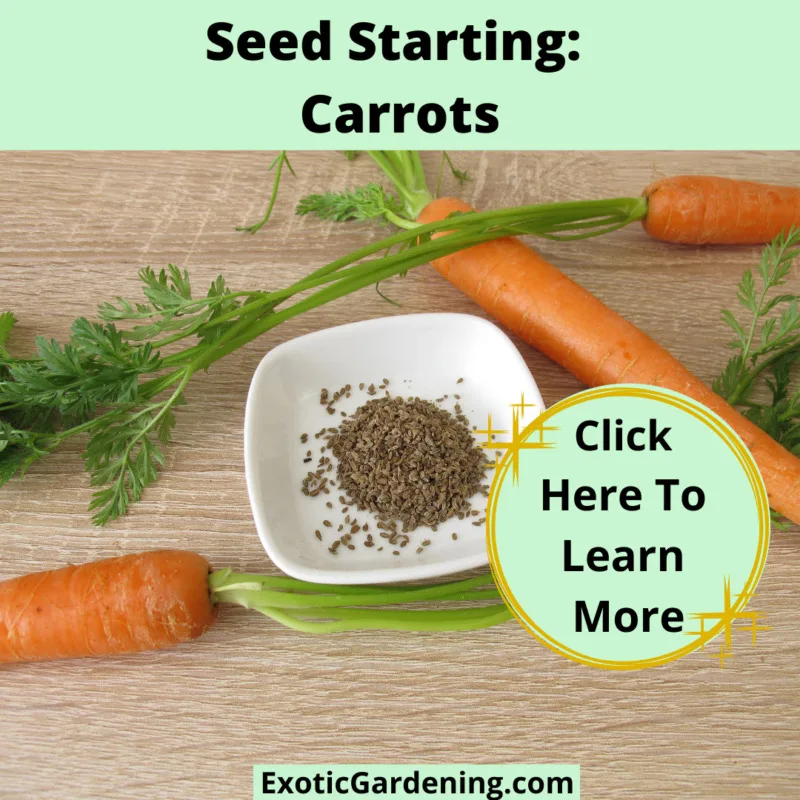 An image of carrots on a table with a bowl containing carrot seeds.