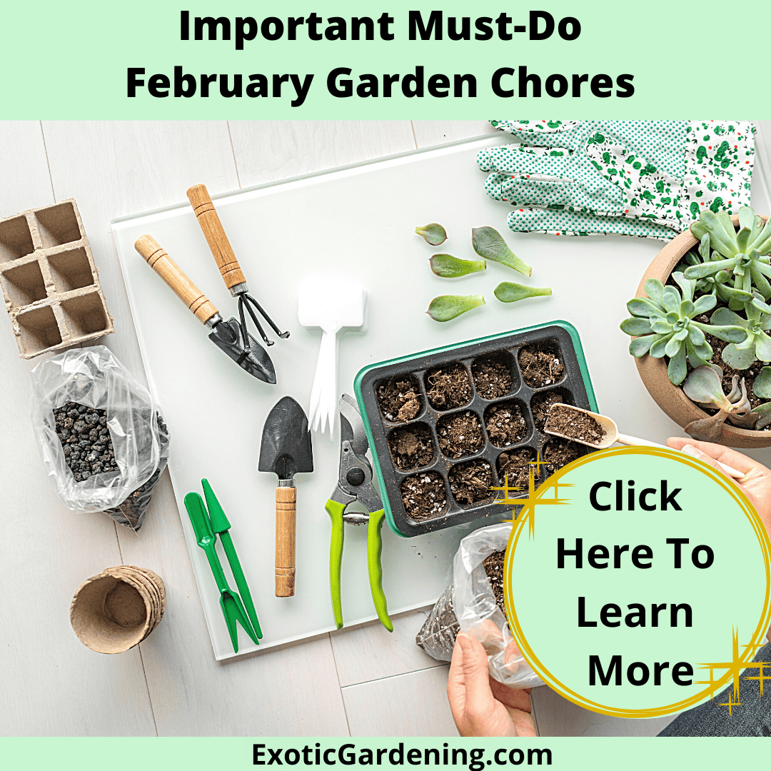Delicate succulent propagation setup with gardening tools and trays for indoor plant care.