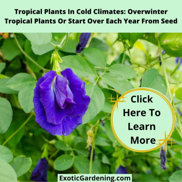 Violet butterfly pea flower in a tropical garden.