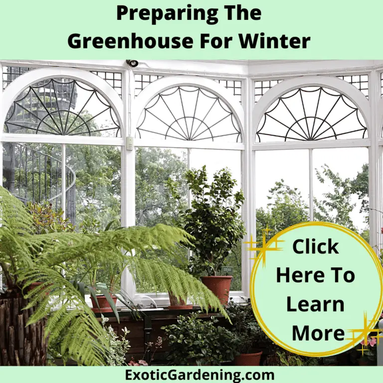 How To Utilize An Unheated Greenhouse Exotic Gardening