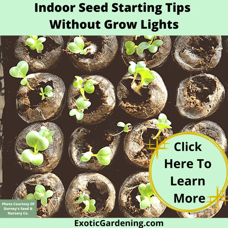 Indoor Seed Starting Tips Without Grow Lights Exotic Gardening