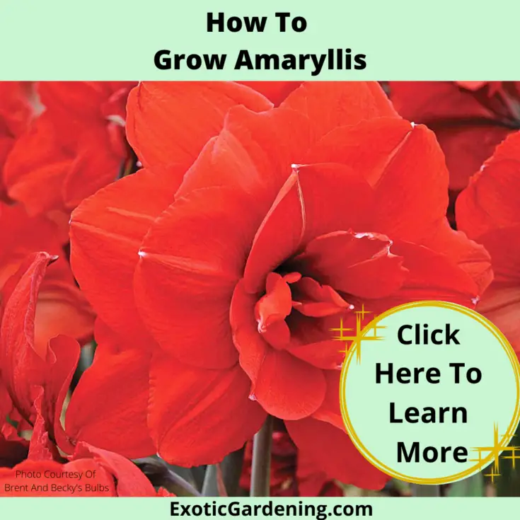 The Best Time To Plant Bulbs Exotic Gardening