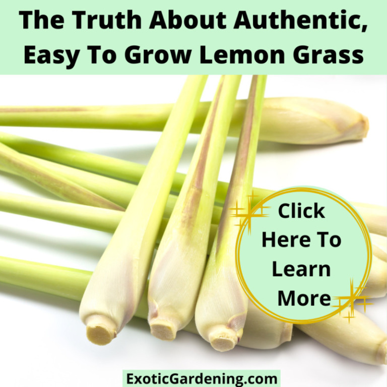 Herb Gardening Tips For Beginners - Exotic Gardening
