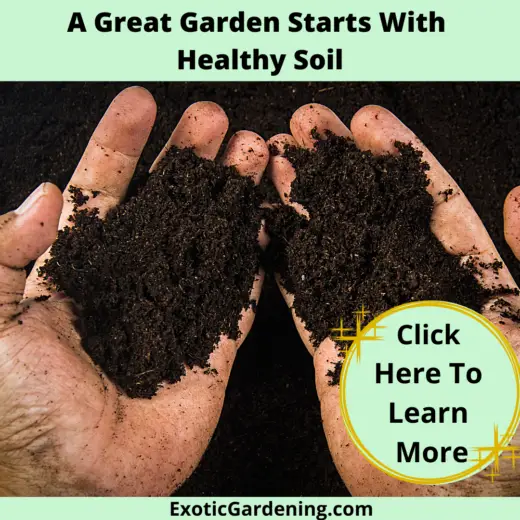 A Great Garden Starts With Healthy Soil - Exotic Gardening