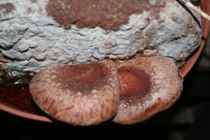 Mushrooms growing in a plant saucer.