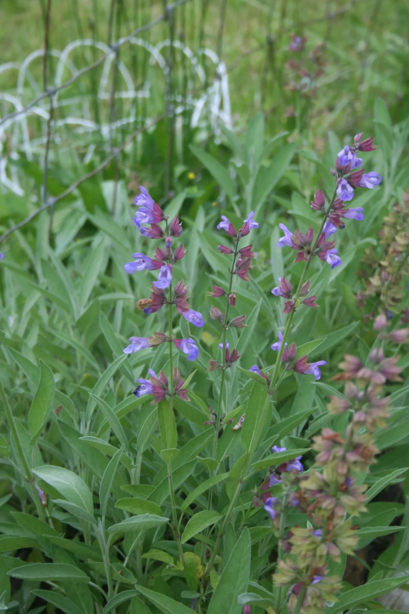 Common Garden Herbs For An Herbal Medicine Garden