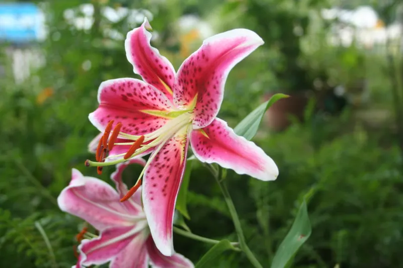 Stargazer lilies in bloom.