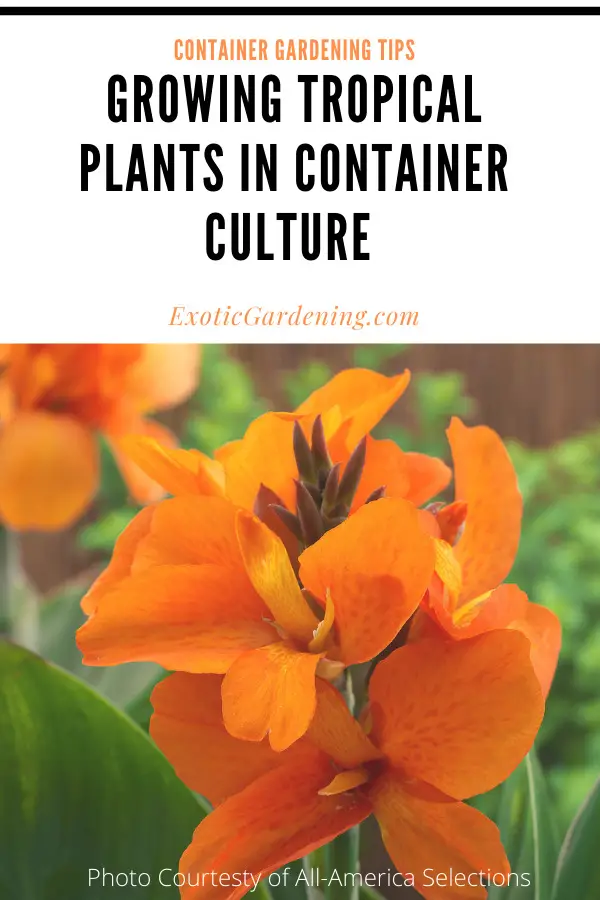 When growing tropical plants in container culture include vibrant blooming plants such as Canna.