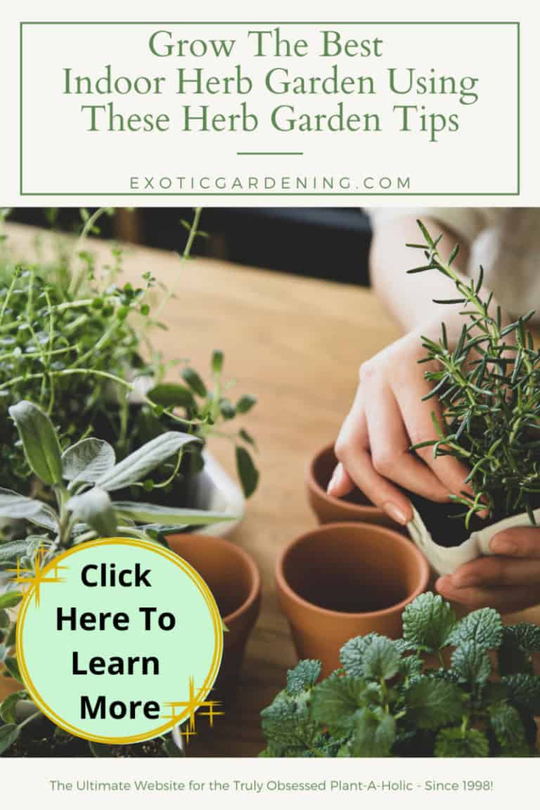 Grow The Best Indoor Herb Garden Using These Herb Garden Tips - Exotic ...