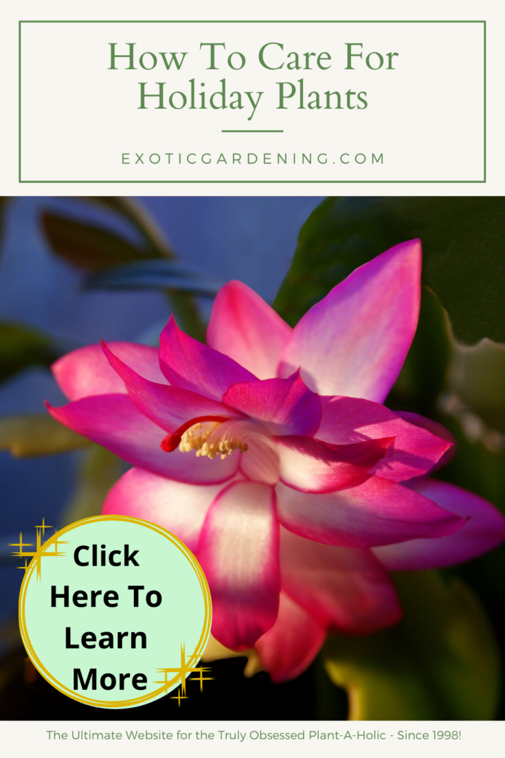 How To Care For Holiday Plants - Exotic Gardening