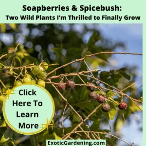 Branches of soapberry fruit ripening in sunlight with bold text promoting native plant blog post.
