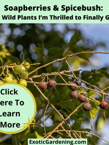 Branches of soapberry fruit ripening in sunlight with bold text promoting native plant blog post.