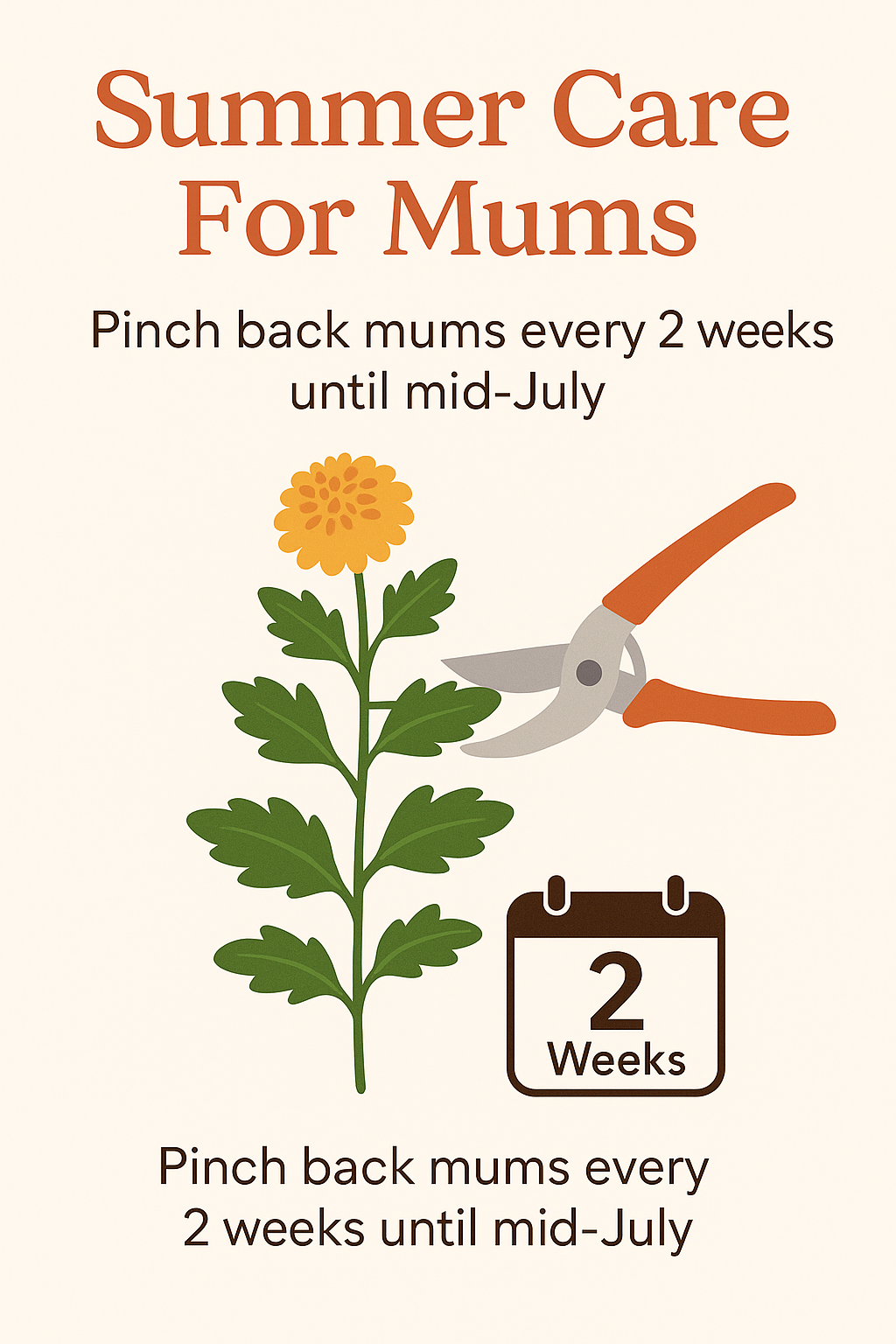 Infographic titled ‘Summer Care for Mums’ showing a blooming chrysanthemum, pruning shears, and a calendar icon. Text advises to pinch back mums every two weeks until mid-July.