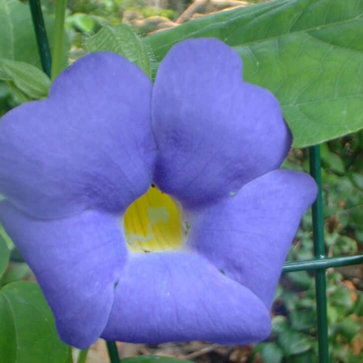 How To Utilize An Unheated Greenhouse Exotic Gardening