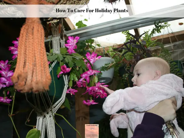 My 11 month old granddaughter looking at a blooming Christmas cactus in my greenhouse.