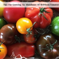 Tips For Growing An Abundance Of Heirloom Tomatoes