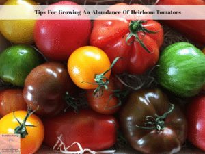 Tips For Growing An Abundance Of Heirloom Tomatoes
