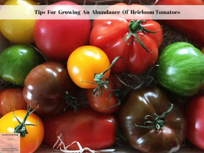 Tips For Growing An Abundance Of Heirloom Tomatoes