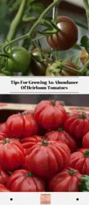 Tips For Growing An Abundance Of Heirloom Tomatoes