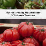 Tips For Growing An Abundance Of Heirloom Tomatoes