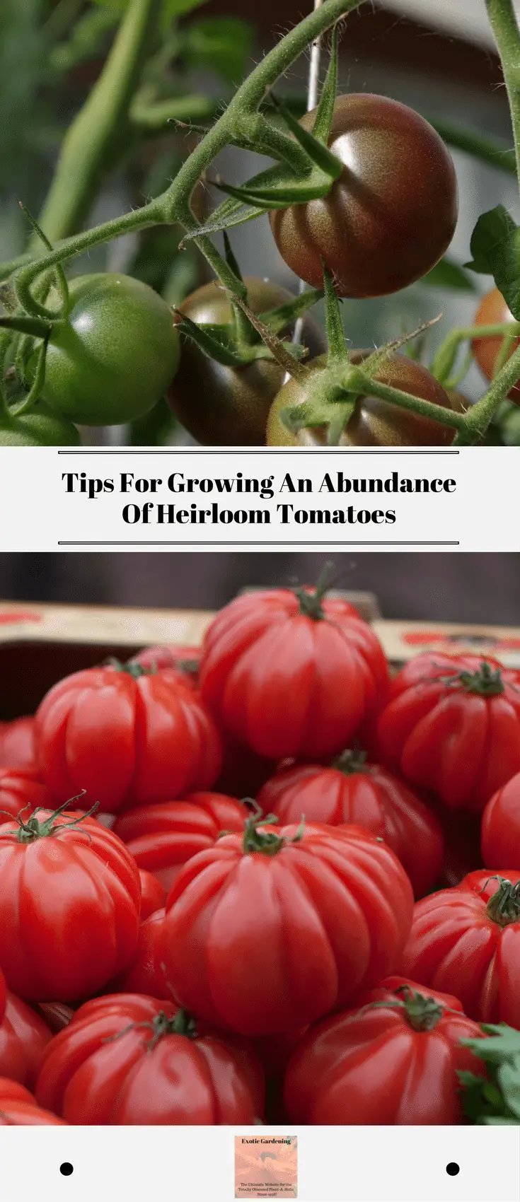 Tips For Growing An Abundance Of Heirloom Tomatoes