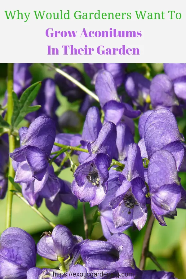 Aconitum in bloom.