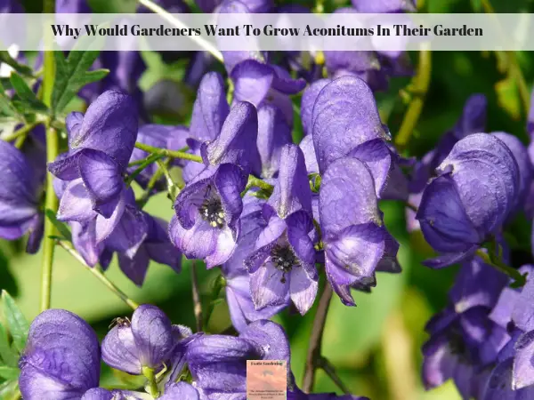 Aconitum in bloom.