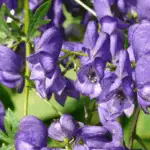 Aconitum in bloom.