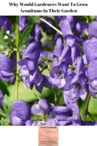 Aconitum in bloom.