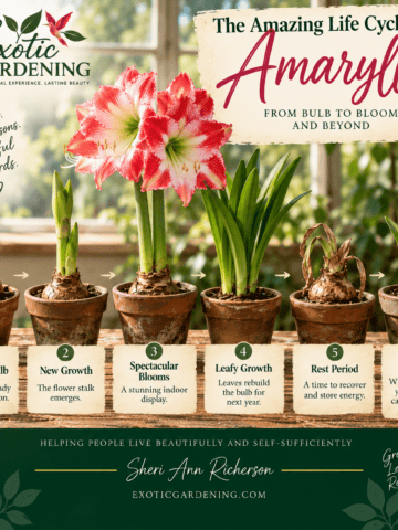 Amaryllis life cycle showing a dormant bulb, new growth, flowers, leafy growth, rest period and rebloom.