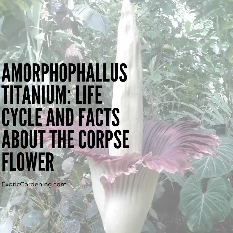 The Amorphophallus titanium in bloom at Olbrich Botanical Gardens in Madison, Wisconsin.