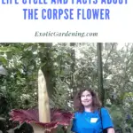 Sheri Ann Richerson standing beside the Amorphophallus titanium in bloom at Olbrich Botanical Gardens in Madison, Wisconsin.