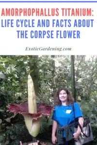 Sheri Ann Richerson standing beside the Amorphophallus titanium in bloom at Olbrich Botanical Gardens in Madison, Wisconsin.