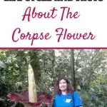 Sheri Ann Richerson standing beside the Amorphophallus titanium in bloom at Olbrich Botanical Gardens in Madison, Wisconsin.