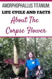 Sheri Ann Richerson standing beside the Amorphophallus titanium in bloom at Olbrich Botanical Gardens in Madison, Wisconsin.