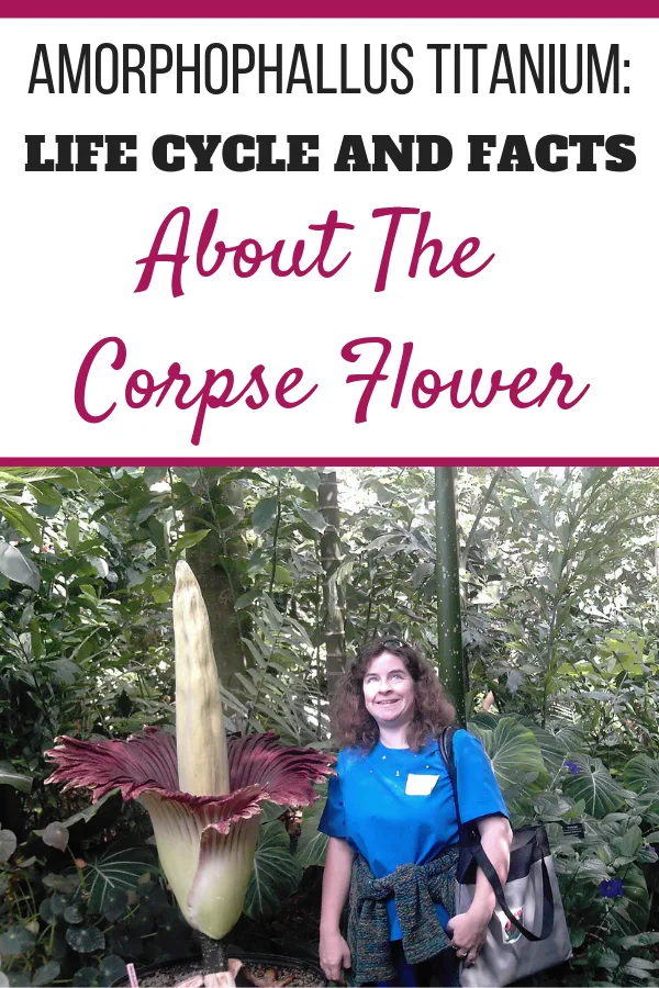 Sheri Ann Richerson standing beside the Amorphophallus titanium in bloom at Olbrich Botanical Gardens in Madison, Wisconsin.