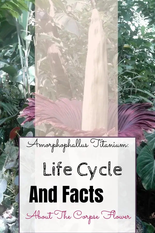 The Amorphophallus titanium in bloom at Olbrich Botanical Gardens in Madison, Wisconsin.