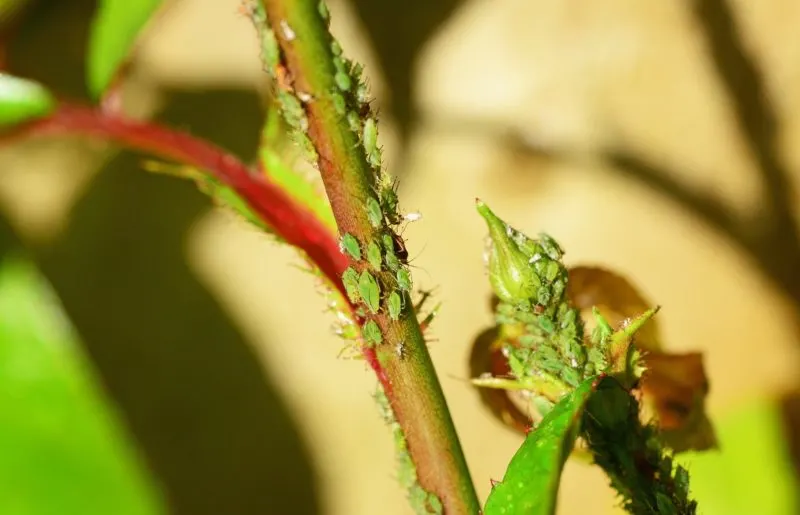 Aphids on a rose bush.