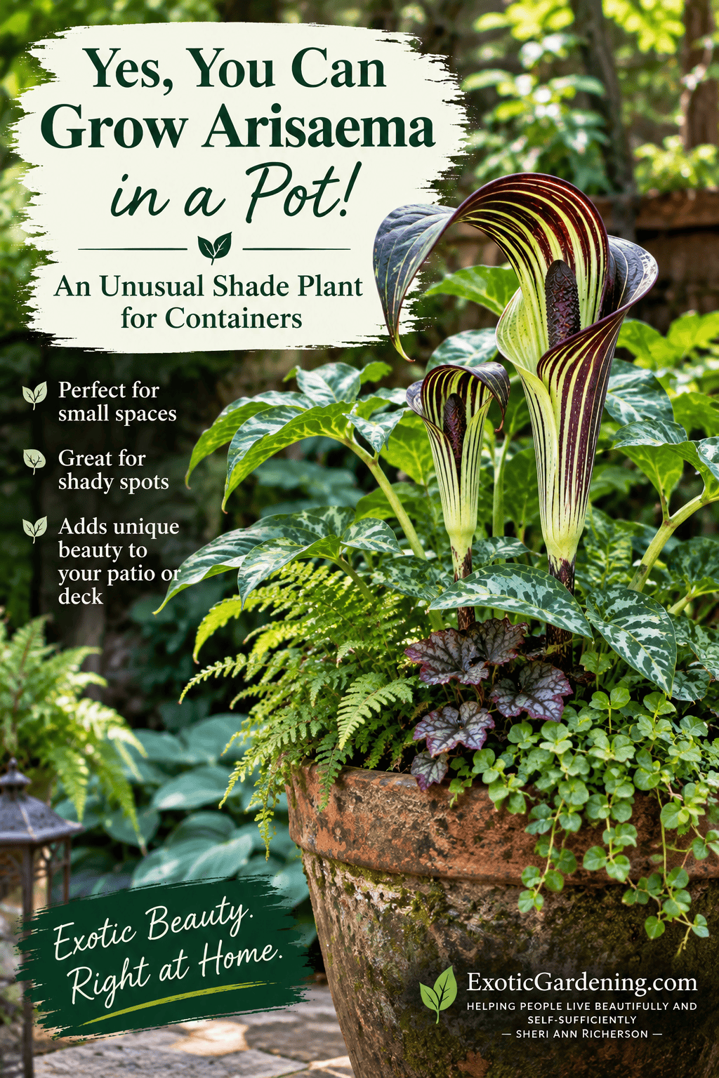 Arisaema growing in a terracotta container with ferns and other shade-loving companion plants.