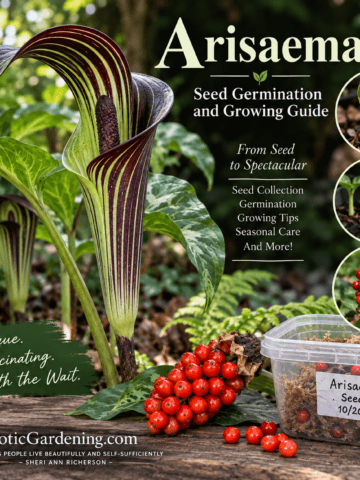 Arisaema growing in a shaded garden setting for an Arisaema seed germination and growing guide.