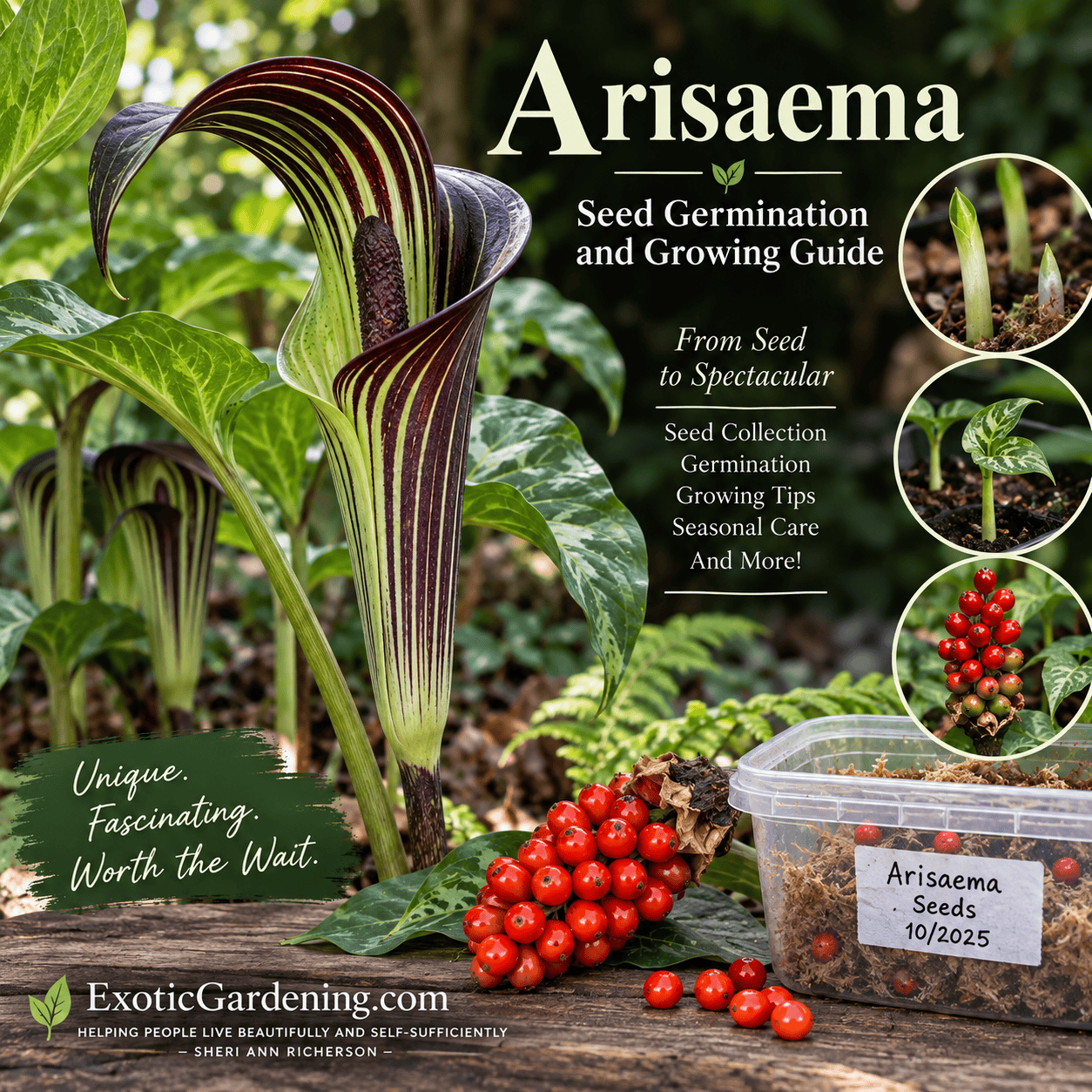 Arisaema Seed Germination: Faster Blooms From Seed Grown Plants