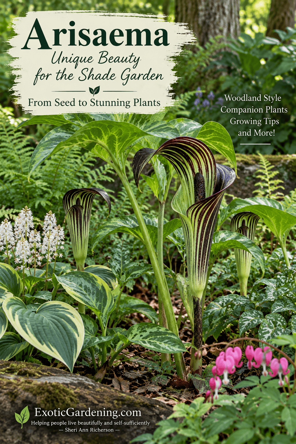 Arisaema growing naturally in a woodland-style shade garden with hostas, ferns, bleeding hearts and other shade-loving companion plants.